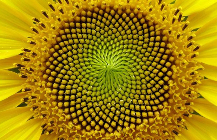 Progressió de creixement fractal a la natura